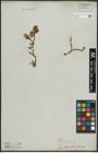 Foto von Salix arctica Pall.